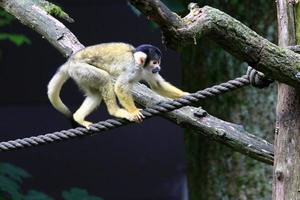 Affen sitzen auf Ästen vor einem Hintergrund aus grünem Laub foto