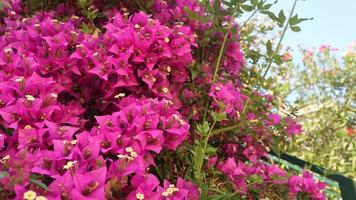 leuchtend rosa schöne Blumen mit Blättern foto