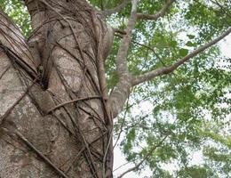 Schließen Sie den alten großen Baum mit Reben, die im Park bedeckt sind. Blick nach oben. selektiver Fokus. foto