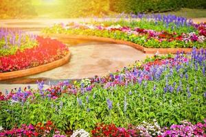 bunte Gartenblume mehrfarbige Flora und Weg bunte Landschaft Pflanze und Blume blühender Frühlingsgarten blaue Salviablüte foto