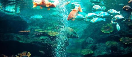 Meereslebewesen Fische schwimmen unter Wasser Ozean bunte verschiedene Arten Aquarium im großen Aquarium