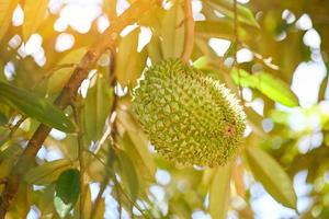 frische durianfrucht, die am durianbaum in der tropischen sommernatur des gartenobstgartens, durian in thailand, hängt foto