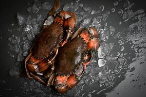 rohe Krabbe auf schwarzem Hintergrund, frische Schlammkrabbe mit Eis zum Kochen von Speisen im Fischrestaurant foto