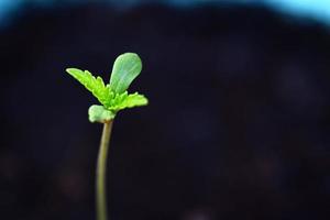 Cannabis-Sämling auf schwarzem Topf zum Pflanzen, Nahaufnahme sprießen Cannabis-Samen, Hanf wenig, Marihuana-Samen-Pflanzenbaum klein thc cbd foto