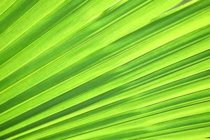 große Palmblätter Hintergrund, Baum junge grüne Palmblätter natürlicher grüner Texturhintergrund foto