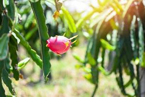 drachenfrucht auf dem drachenfruchtbaum, der auf die ernte in der landwirtschaftsfarm in asiatischer pitahaya-plantage wartet. drachenfrucht in thailand im sommer foto
