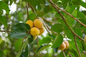 santol-frucht im sommer in thailand, reife santol auf der tropischen frucht des santol-baums foto