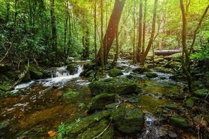 Pflanze tropischer Bach Wasserfall Wald Natur grüne Pflanze Baum Regenwald tropischer Dschungel kleiner Wasserfall Fluss mit Felsen foto