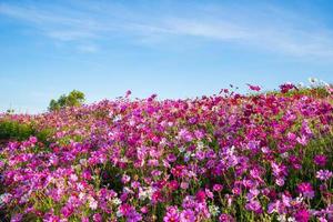 frühlingsblume rosa feld bunte kosmosblume blüht in den schönen gartenblumen auf hügellandschaft rosa und rotes kosmosfeld foto