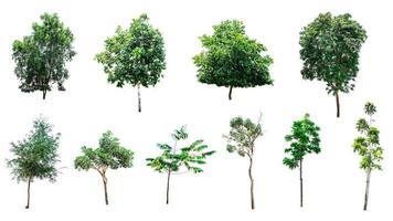 satz oder gruppe von großen frischen grünen bäumen isoliert auf weißem hintergrund, konservatives oder konservierendes waldkonzept foto