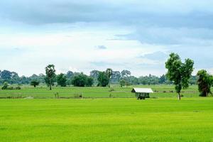 Reisfarm mit Unterstand foto