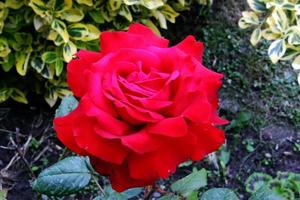 ein Blick auf eine rote Rose im Garten foto