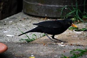 eine Nahaufnahme einer Amsel im Garten foto