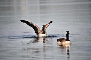 ein blick auf eine kanadagans foto