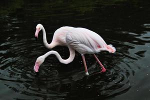 Blick auf einen Flamingo im Naturschutzgebiet Martin Mere foto