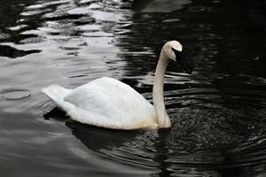 ein Blick auf einen Trompeterschwan foto