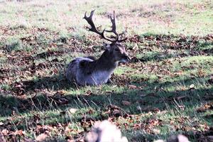 ein blick auf einige damhirsche im richmond park in london foto