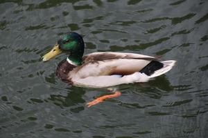 ein Blick auf eine Stockente foto