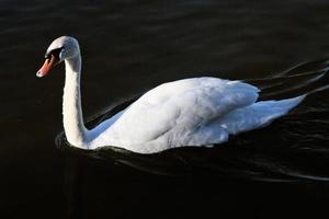 ein blick auf einen höckerschwan auf dem wasser bei ellesmere foto