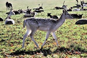 ein blick auf einige damhirsche im richmond park in london foto