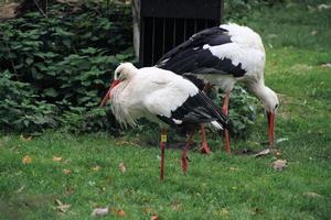 eine Nahaufnahme eines Weißstorchs im Naturschutzgebiet Martin Mere foto