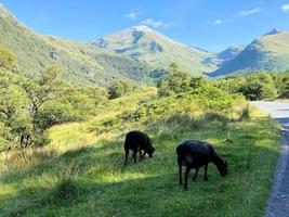 ein blick auf die schottischen highlands mit ben nevis im hintergrund foto