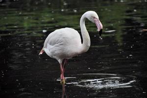 ein Blick auf einen Flamingo foto