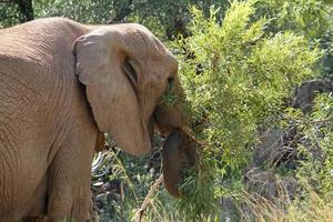 elefant, der durch einen nationalpark in südafrika streift foto