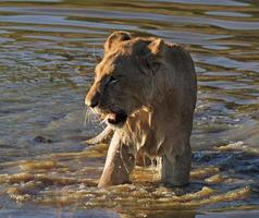 Junger Löwe, der ein Stück seiner Beute in einem Teich verschlingt foto