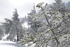in den schneebedeckten bergen in der nähe von kusatsu onsen, japan foto