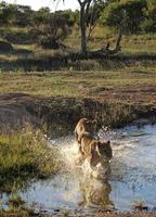 Zwei junge Löwen, die durch das seichte Wasser eines Teiches in einem südafrikanischen Wildreservat laufen foto
