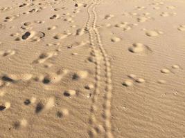 Fußspuren auf Sand foto