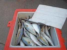 Makrelenfisch im Eimer zum Verkauf auf dem Markt foto