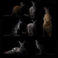 Känguru, das sich im Dunkeln versteckt foto