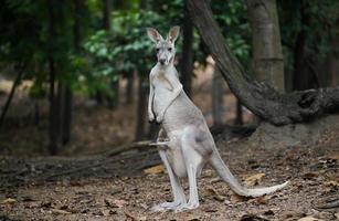 Känguru mit Joey in ihrem Beutel foto