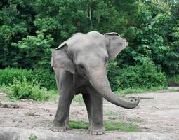 junger asiatischer elefant im zoo foto
