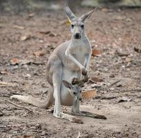 schwules Känguru mit Joey foto