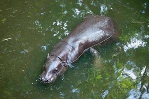 Zwergflusspferd und Baby foto