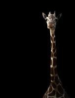 Giraffe versteckt sich im Dunkeln foto