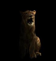 junger männlicher Löwe im Dunkeln foto