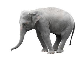 Asien Elefant isoliert weißer Hintergrund foto