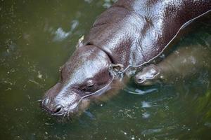 Zwergflusspferd und Baby foto