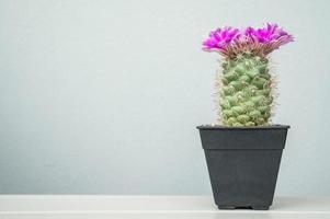 mammillaria schumannii kaktus mit magentafarbenen blumen, die auf dem kopf blühen. einzigartige Mammillaria-Art mit kühler blauer Haut und einer glänzenden magentafarbenen Blüte. foto