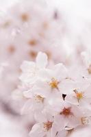 Kirschblüte foto