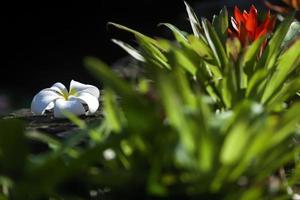 Plumeria Blume foto