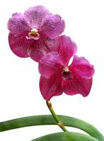 Orchideen foto