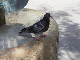 Haustaubenwissenschaftler. name columba livia domestica vogel tier foto