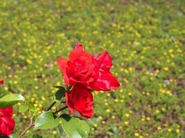 rote rose blume wissenschaftler. Rosa nennen foto