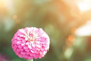 Rosa Zinnia blüht am Morgen, foto