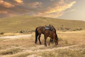 Ein gesatteltes Pferd mit Fohlen steht vor dem Hintergrund einer Berglandschaft und eines Sonnenuntergangs. foto